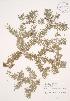  ( - JAG 0174)  @11 [ ] Copyright (2009) Unspecified University of Guelph BIO Herbarium