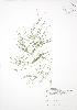  ( - ALR032)  @11 [ ] Copyright (2009) Unspecified University of Guelph BIO Herbarium