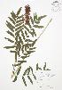  ( - BAR155)  @11 [ ] Copyright (2009) Unspecified University of Guelph BIO Herbarium