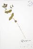  (Triadenum fraseri - BAR138)  @11 [ ] Copyright (2009) Unspecified University of Guelph BIO Herbarium