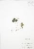  ( - BAR136)  @11 [ ] Copyright (2009) Unspecified University of Guelph BIO Herbarium