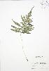  ( - BAR094)  @11 [ ] Copyright (2009) Unspecified University of Guelph BIO Herbarium