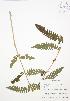  ( - BAR141)  @11 [ ] Copyright (2009) Unspecified University of Guelph BIO Herbarium