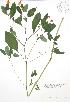  ( - BAR170)  @11 [ ] Copyright (2009) Unspecified University of Guelph BIO Herbarium