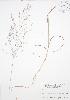  ( - BAR135)  @11 [ ] Copyright (2009) Unspecified University of Guelph BIO Herbarium
