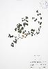  ( - BAR105)  @11 [ ] Copyright (2009) Unspecified University of Guelph BIO Herbarium