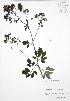  ( - BAR161)  @11 [ ] Copyright (2009) Unspecified University of Guelph BIO Herbarium