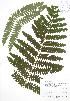  ( - BAR141)  @11 [ ] Copyright (2009) Unspecified University of Guelph BIO Herbarium