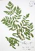  ( - ALR036)  @11 [ ] Copyright (2009) Unspecified University of Guelph BIO Herbarium