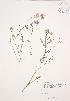  ( - JAG 0617)  @11 [ ] Copyright (2009) Unspecified University of Guelph BIO Herbarium