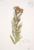 ( - JAG 0667)  @11 [ ] Copyright (2009) Unspecified University of Guelph BIO Herbarium