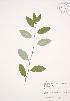  ( - JAG 0335)  @11 [ ] Copyright (2009) Unspecified University of Guelph BIO Herbarium