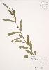  ( - JAG 0342)  @11 [ ] Copyright (2009) Unspecified University of Guelph BIO Herbarium