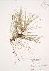  ( - JAG 0351)  @11 [ ] Copyright (2009) Unspecified University of Guelph BIO Herbarium