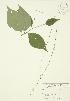  ( - JAG 0037)  @11 [ ] Copyright (2009) Unspecified University of Guelph BIO Herbarium