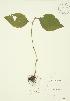  ( - JAG 0037)  @11 [ ] Copyright (2009) Unspecified University of Guelph BIO Herbarium