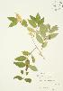  ( - JAG 0334)  @11 [ ] Copyright (2009) Unspecified University of Guelph BIO Herbarium
