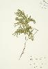  ( - JAG 0336)  @11 [ ] Copyright (2009) Unspecified University of Guelph BIO Herbarium