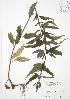  ( - JAG 0624)  @11 [ ] Copyright (2009) Unspecified University of Guelph BIO Herbarium