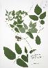  ( - JAG 0044)  @11 [ ] Copyright (2009) Unspecified University of Guelph BIO Herbarium