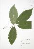  ( - JAG 0049)  @11 [ ] Copyright (2009) Unspecified University of Guelph BIO Herbarium