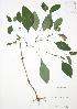  ( - JAG 0053)  @11 [ ] Copyright (2009) Unspecified University of Guelph BIO Herbarium