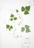  ( - JAG 0056)  @11 [ ] Copyright (2009) Unspecified University of Guelph BIO Herbarium