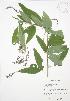  ( - JAG 0661)  @11 [ ] Copyright (2009) Unspecified University of Guelph BIO Herbarium