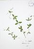  ( - JAG 0072)  @11 [ ] Copyright (2009) Unspecified University of Guelph BIO Herbarium