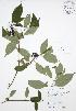  ( - JAG 0096)  @11 [ ] Copyright (2009) Unspecified University of Guelph BIO Herbarium