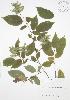 ( - JAG 0105)  @11 [ ] Copyright (2009) Unspecified University of Guelph BIO Herbarium
