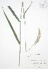  ( - JAG 0631)  @11 [ ] Copyright (2009) Unspecified University of Guelph BIO Herbarium