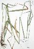  ( - JAG 0630)  @11 [ ] Copyright (2009) Unspecified University of Guelph BIO Herbarium