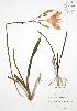  ( - JAG 0668)  @11 [ ] Copyright (2009) Unspecified University of Guelph BIO Herbarium