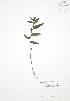 ( - JAG 0649)  @11 [ ] Copyright (2009) Unspecified University of Guelph BIO Herbarium