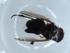  (Phytomyptera Malaise5450 - BIOUG53480-A05)  @11 [ ] CreativeCommons - Attribution (2020) Centre for Biodiversity Genomics Centre for Biodiversity Genomics