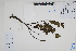  ( - Peru170132)  @11 [ ] CreativeCommons  Attribution Non-Commercial Share-Alike  Unspecified Herbarium of South China Botanical Garden
