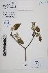  (Croton ruizianus - Peru170212)  @11 [ ] CreativeCommons  Attribution Non-Commercial Share-Alike  Unspecified Herbarium of South China Botanical Garden