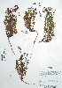  ( - Peru170229)  @11 [ ] CreativeCommons  Attribution Non-Commercial Share-Alike  Unspecified Universidad Nacional Mayor de San Marcos, Museo de Historia Natural