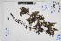  (Alonsoa - Peru170343)  @11 [ ] CreativeCommons  Attribution Non-Commercial Share-Alike  Unspecified Herbarium of South China Botanical Garden