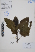  (Nicotiana glauca - Peru18172)  @11 [ ] CreativeCommons  Attribution Non-Commercial Share-Alike  Unspecified Herbarium of South China Botanical Garden