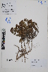  ( - Peru18222)  @11 [ ] CreativeCommons  Attribution Non-Commercial Share-Alike  Unspecified Herbarium of South China Botanical Garden