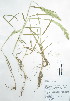  (Polypogon - Peru18275)  @11 [ ] CreativeCommons  Attribution Non-Commercial Share-Alike  Unspecified Universidad Nacional Mayor de San Marcos, Museo de Historia Natural
