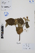  ( - Peru18385)  @11 [ ] CreativeCommons  Attribution Non-Commercial Share-Alike  Unspecified Herbarium of South China Botanical Garden