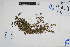  (Euphorbia repens - Peru18419)  @11 [ ] CreativeCommons  Attribution Non-Commercial Share-Alike  Unspecified Herbarium of South China Botanical Garden