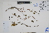  (Mimosa sp - Peru18483)  @11 [ ] CreativeCommons  Attribution Non-Commercial Share-Alike  Unspecified Herbarium of South China Botanical Garden
