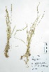  (Festuca myuros - Peru18543)  @11 [ ] CreativeCommons  Attribution Non-Commercial Share-Alike  Unspecified Universidad Nacional Mayor de San Marcos, Museo de Historia Natural