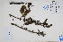  ( - Peru18557)  @11 [ ] CreativeCommons  Attribution Non-Commercial Share-Alike  Unspecified Herbarium of South China Botanical Garden