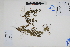  ( - Peru18588)  @11 [ ] CreativeCommons  Attribution Non-Commercial Share-Alike  Unspecified Herbarium of South China Botanical Garden