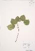  (Populus tremuloides - AP380)  @11 [ ] Copyright (2009) Unspecified University of Guelph BIO Herbarium